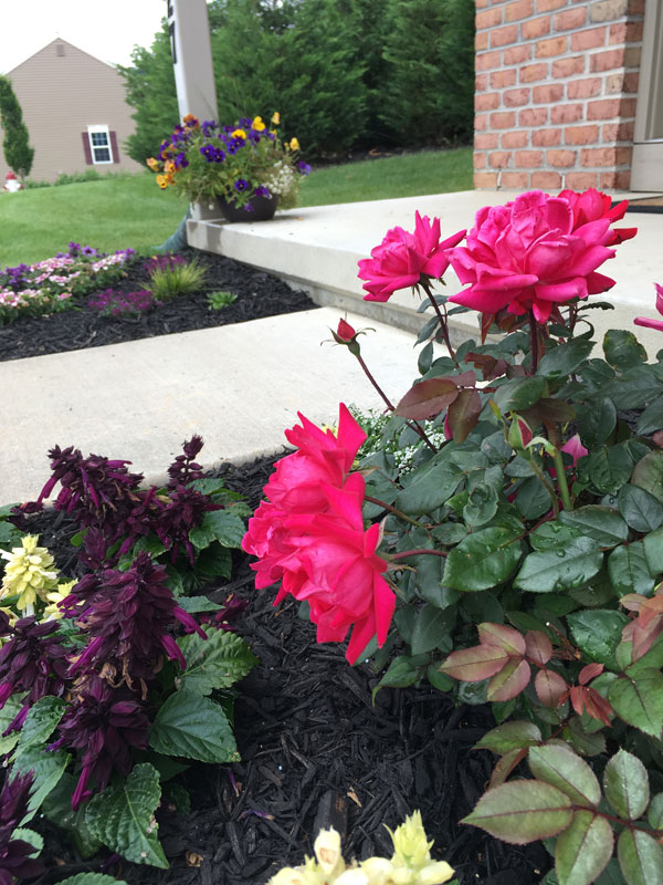 Home Made Aphid Spray For Roses