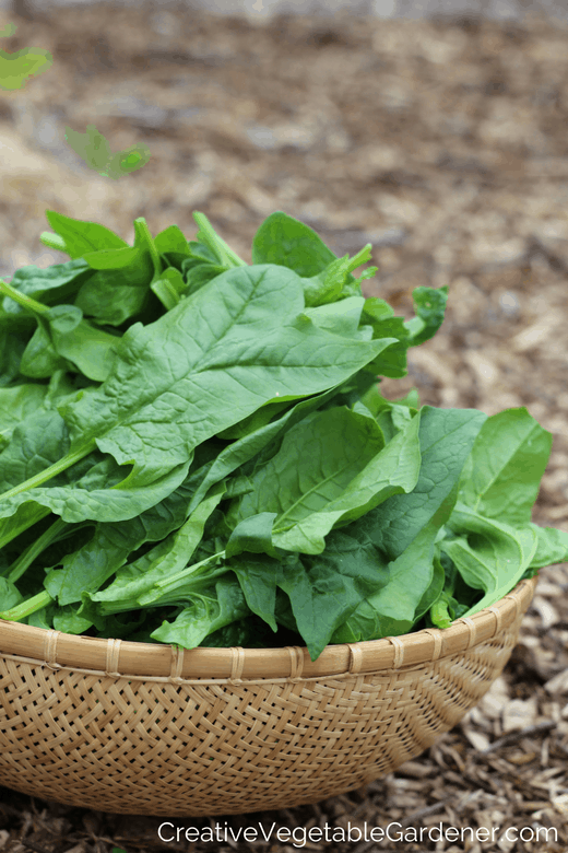 Creative Vegetable GardenerFall Spinach Why It's the