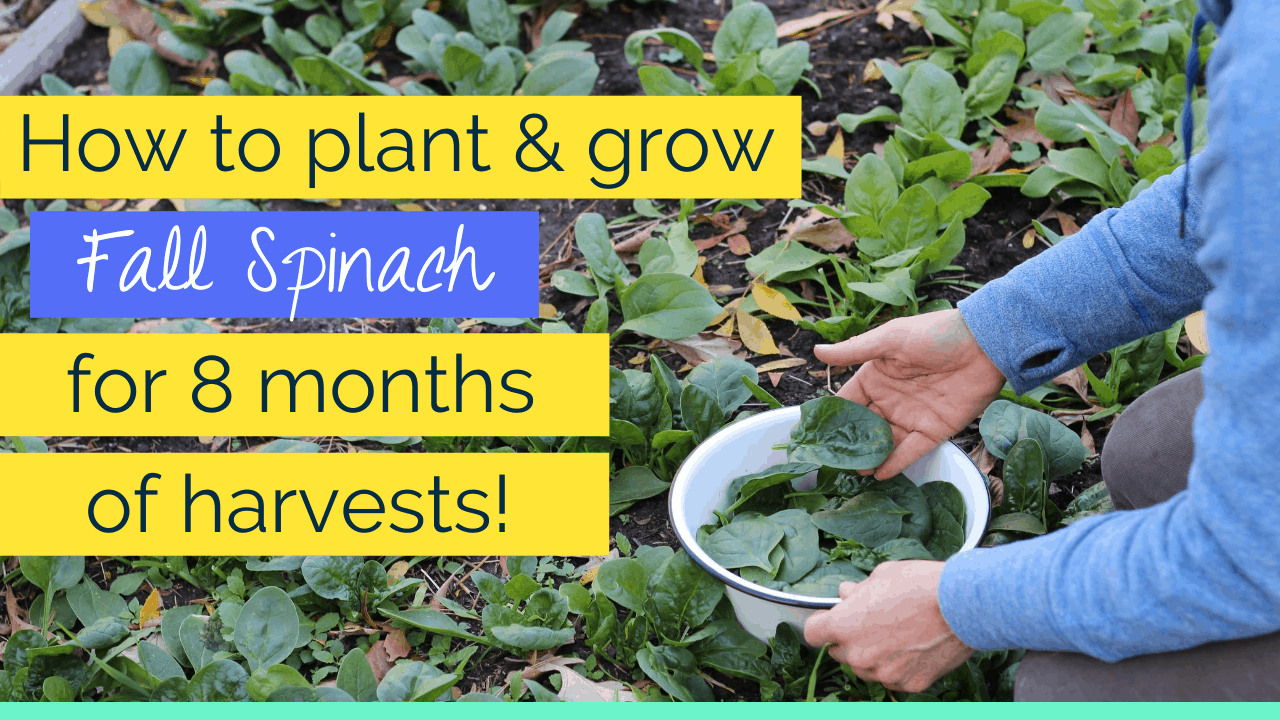Creative Vegetable GardenerHow to plant fall spinach