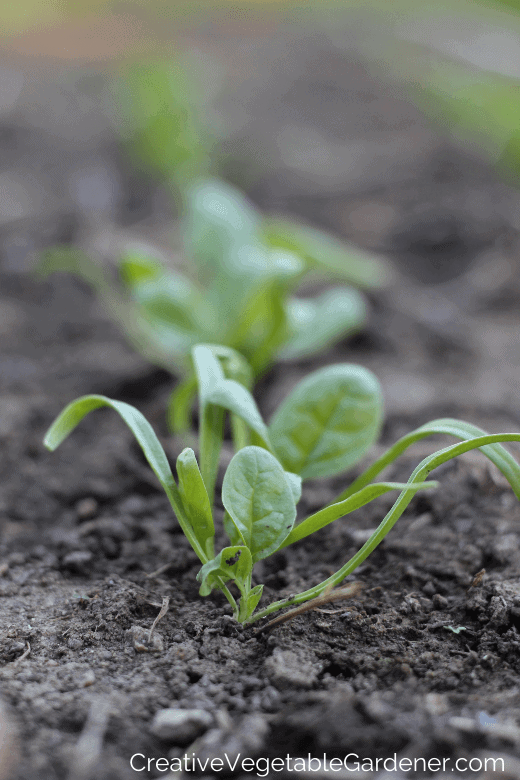 Creative Vegetable GardenerFall Spinach Why It's the