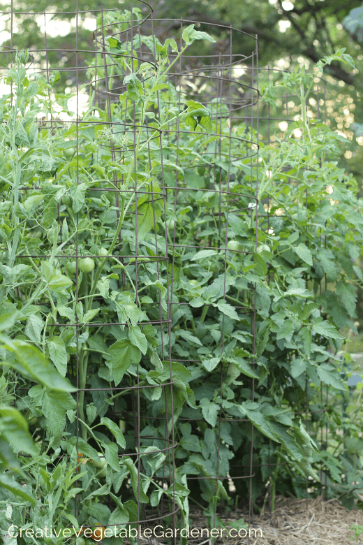 Creative Vegetable GardenerHere's a Quick Way to Prune Indeterminate