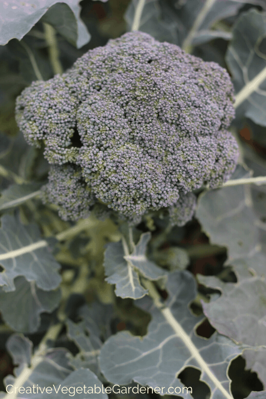 Creative Vegetable GardenerGreen Broccoli Bugs What Are They + How to