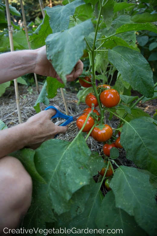 Top 10 Unusual Vegetables Lovethegarden