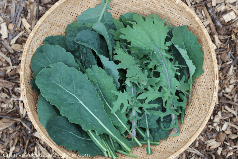Creative Vegetable Gardenerfrost hardy vegetables Creative Vegetable