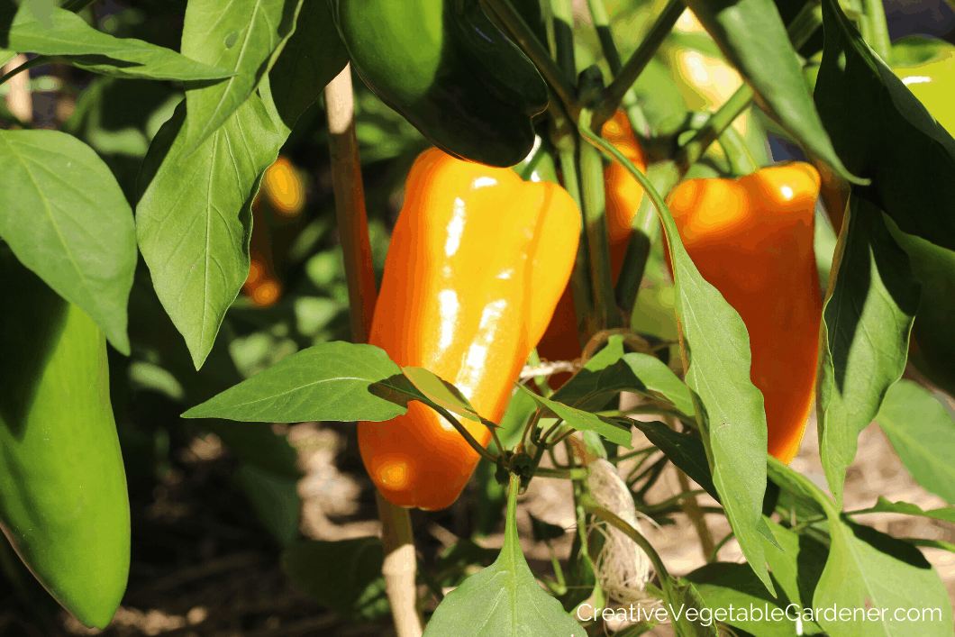 Creative Vegetable GardenerEssential Guide to Growing Sweet Peppers