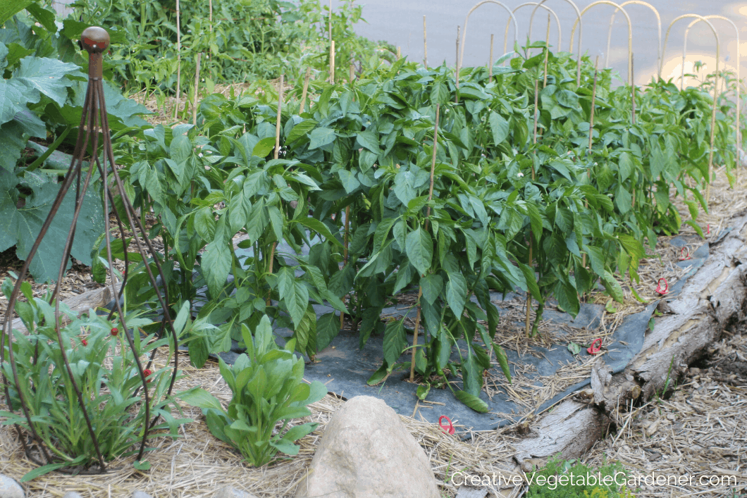 Creative Vegetable GardenerEssential Guide to Growing Sweet Peppers