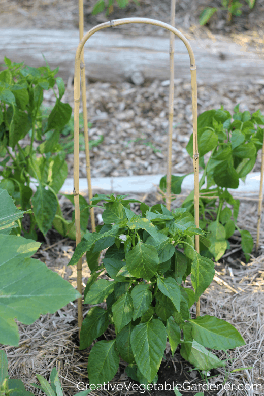 16+ Pepper Plant Spacing HeebaHaylaie