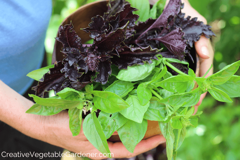 Creative Vegetable GardenerStop Your Basil Plant Flowering What to Do