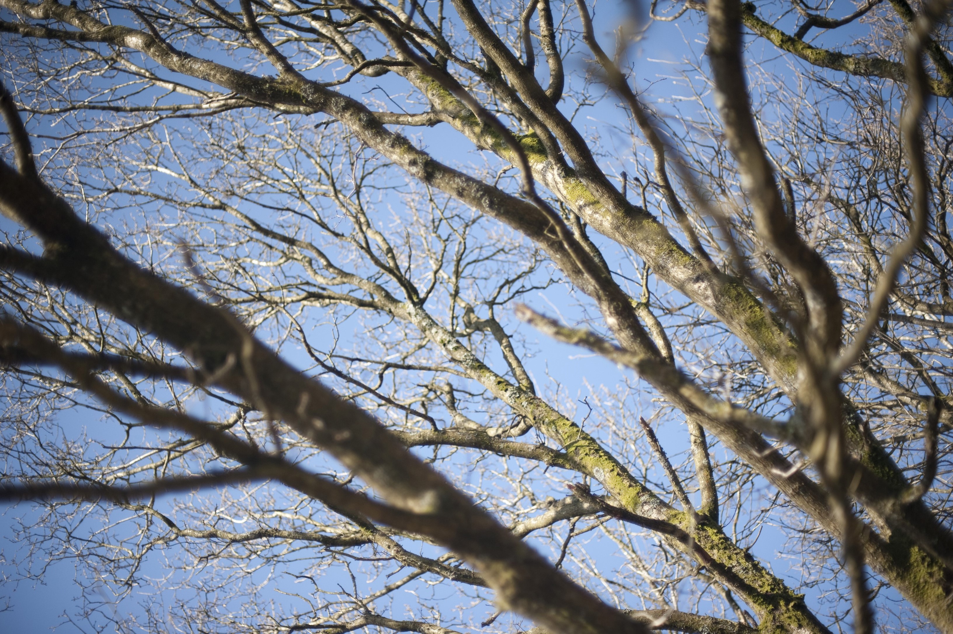 Tree branches | Free backgrounds and textures | Cr103.com