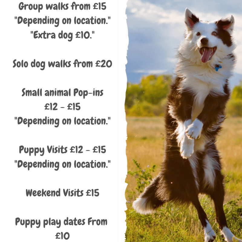 How Much Do People Charge For Dog Walking Uk