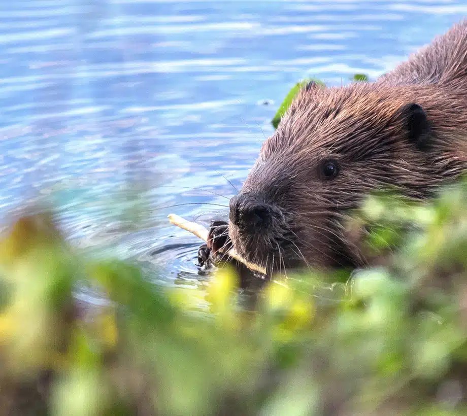 Beaver Control & Removal in Michigan Creature Control