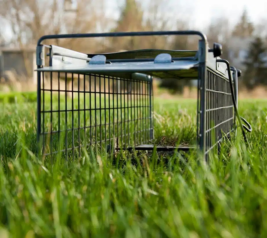 Humane Animal Control Near Me Michigan Creature Control