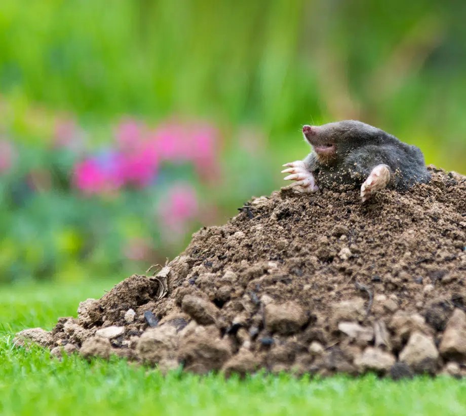 Mole Barrier Services Michigan Creature Control
