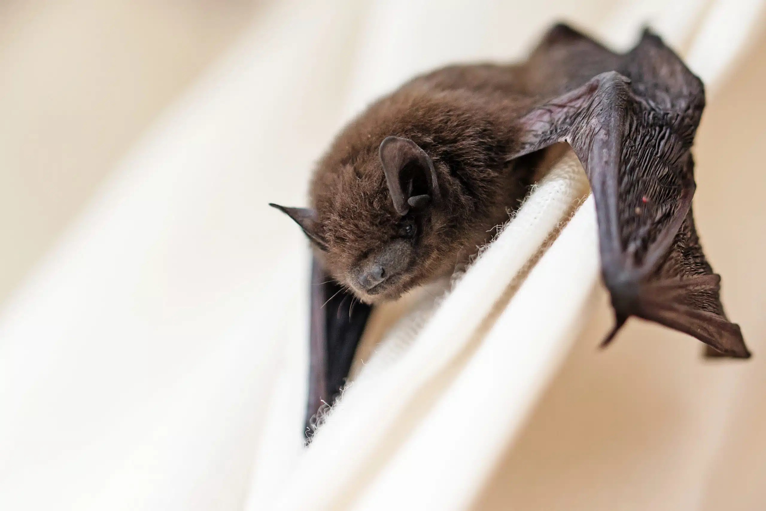 Bat Removal in Michigan Creature Control