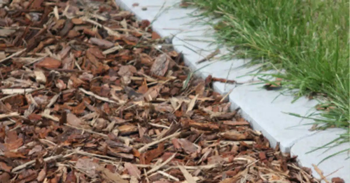 12 Tips to Deter Insect Activity Creature Control