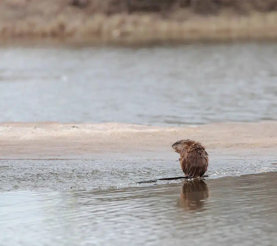 Muskrat Control in Michigan Creature Control