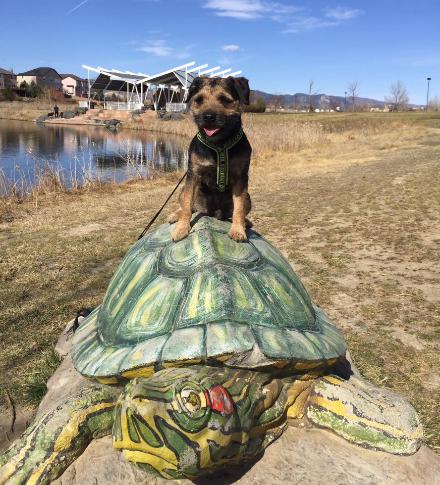 Trust Your Dog Training Fort Collins, CO Fast, Effective training