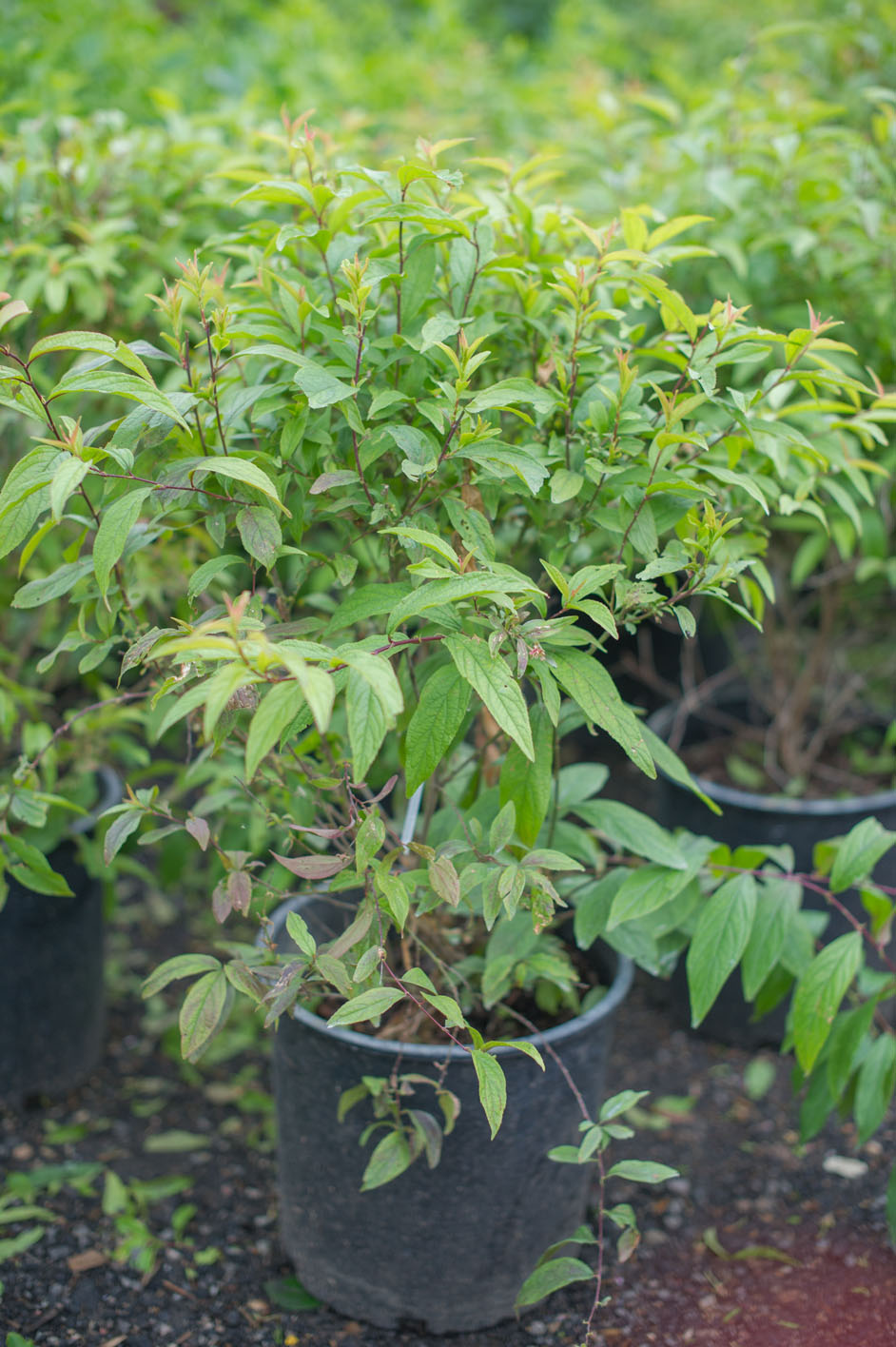 ALMOND PINK FLOWERING For Sale in Boulder Colorado
