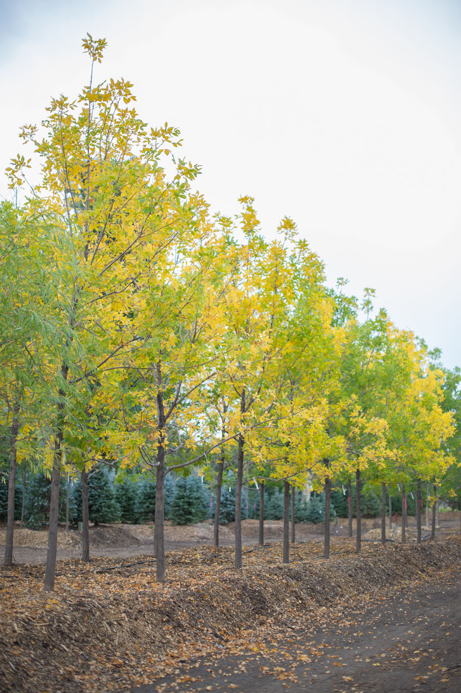 ASH PATMORE GREEN For Sale in Boulder Colorado