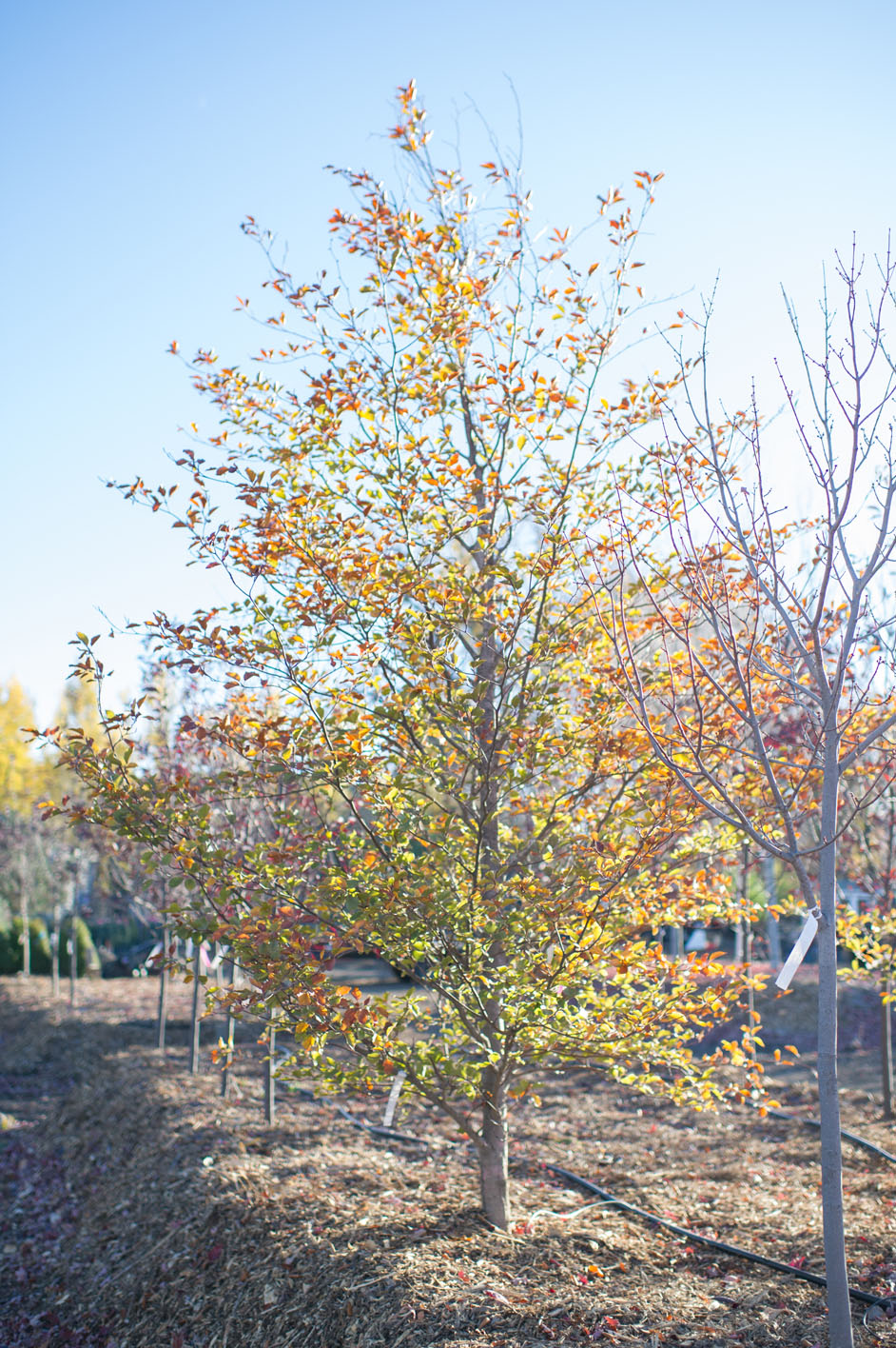 BEECH TRICOLOR For Sale in Boulder Colorado