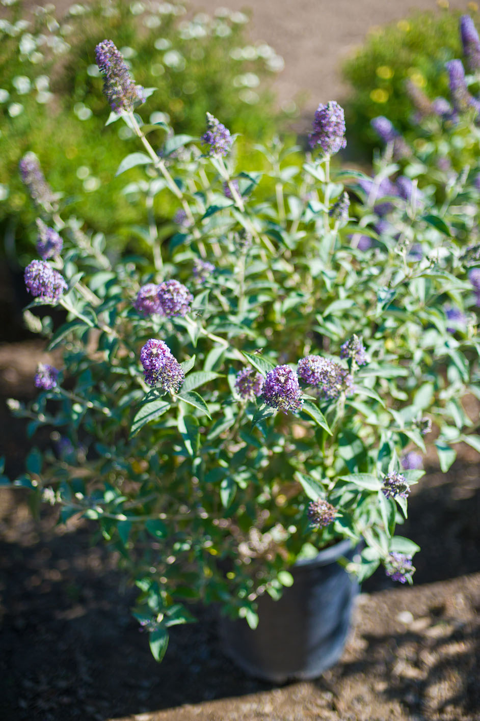 BUTTERFLY BUSH LOCHINCH For Sale in Boulder Colorado