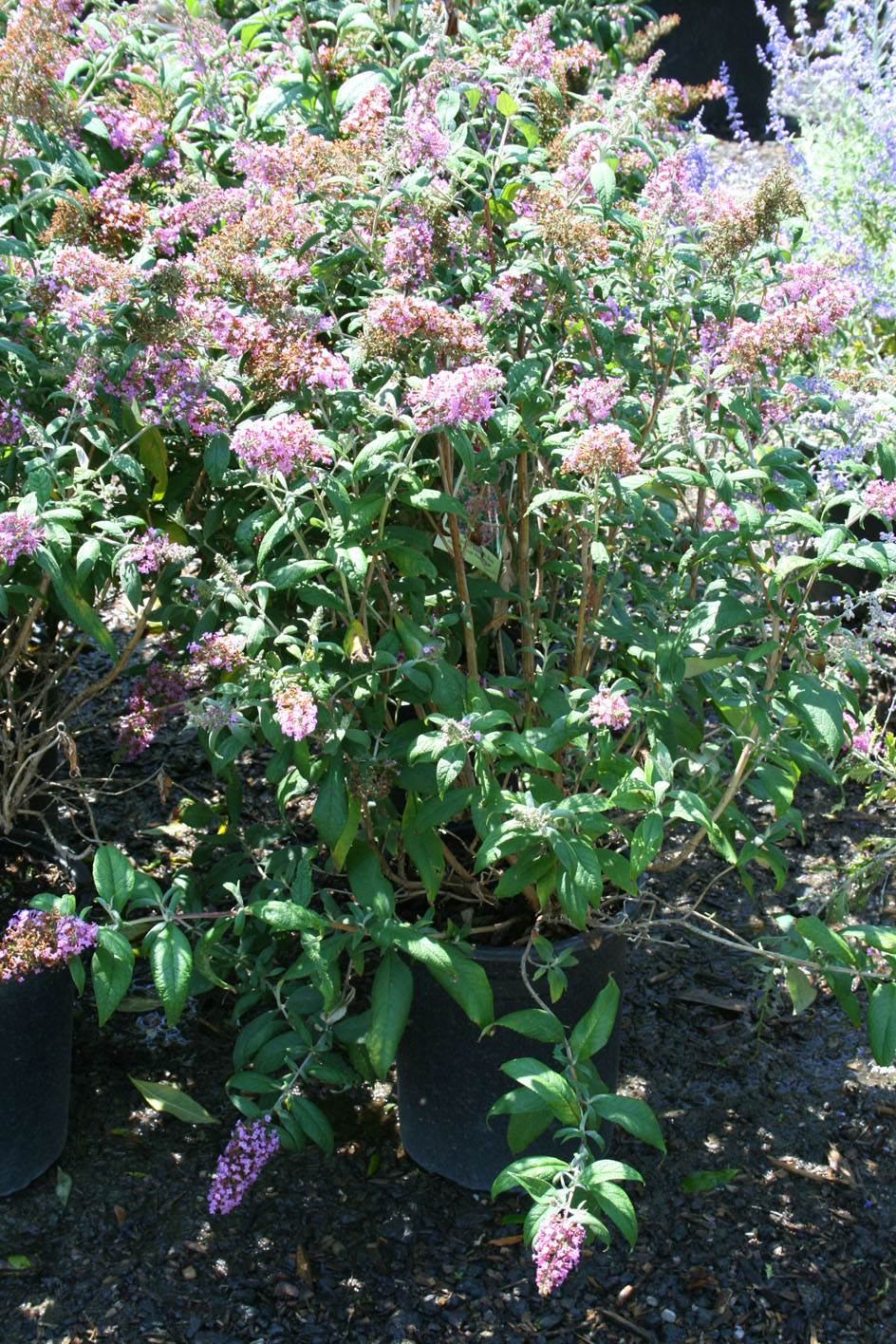 BUTTERFLY BUSH PINK CHARM For Sale in Boulder Colorado
