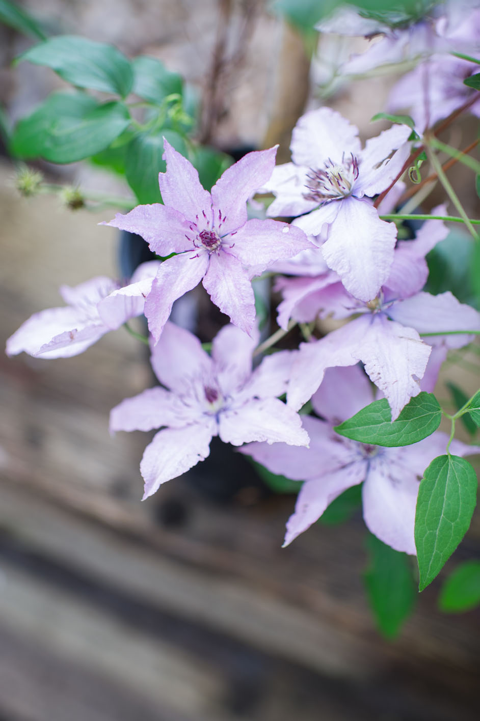 CLEMATIS ASSORT. For Sale in Boulder Colorado