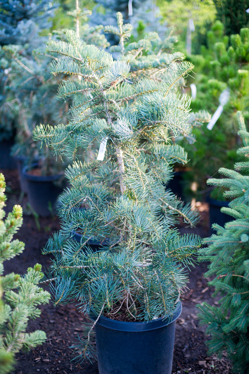 FIR CONCOLOR WHITE For Sale in Boulder Colorado