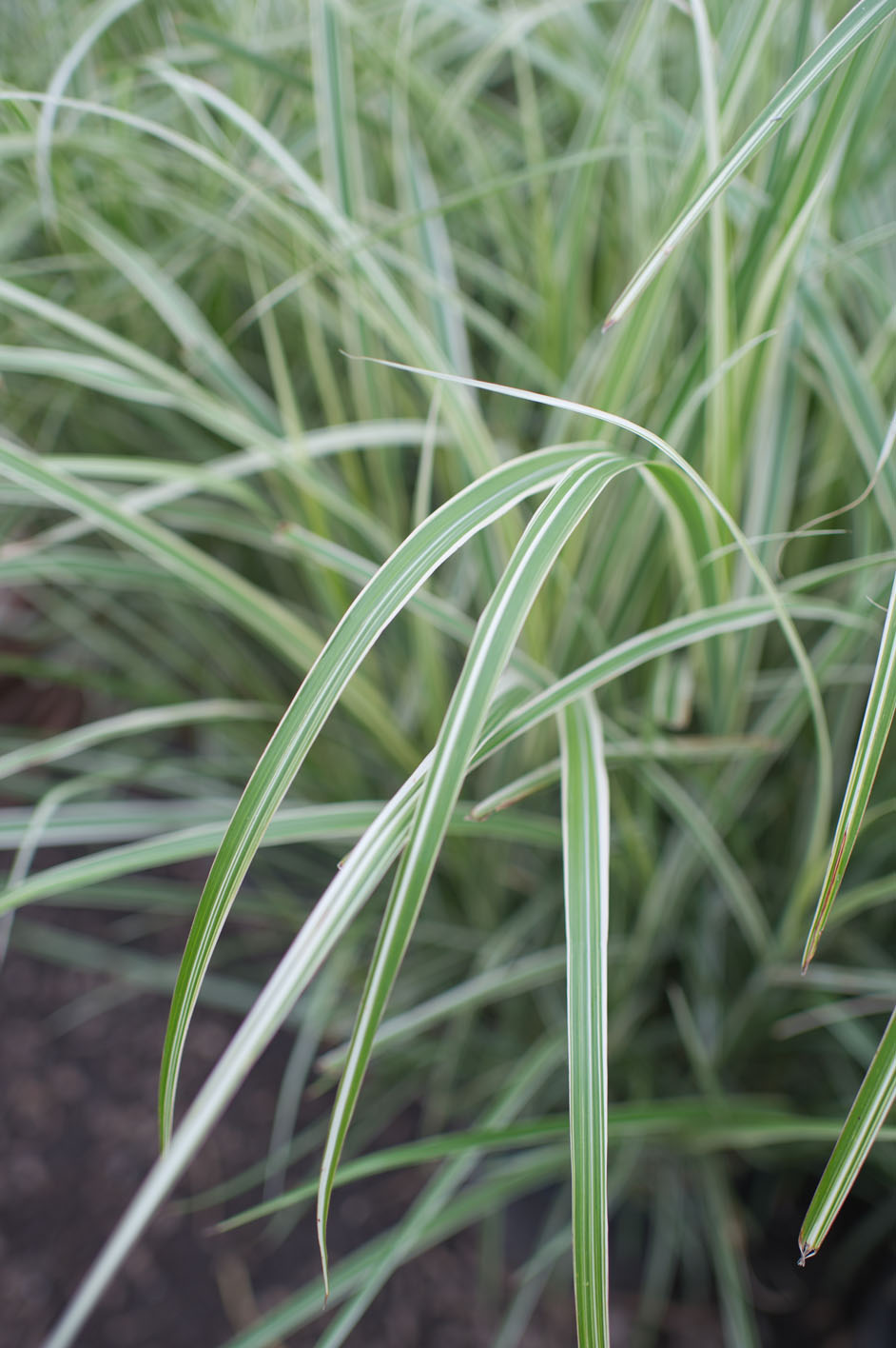 GRASS MISCANTHUS SILVER JAPANESE For Sale in Boulder Colorado