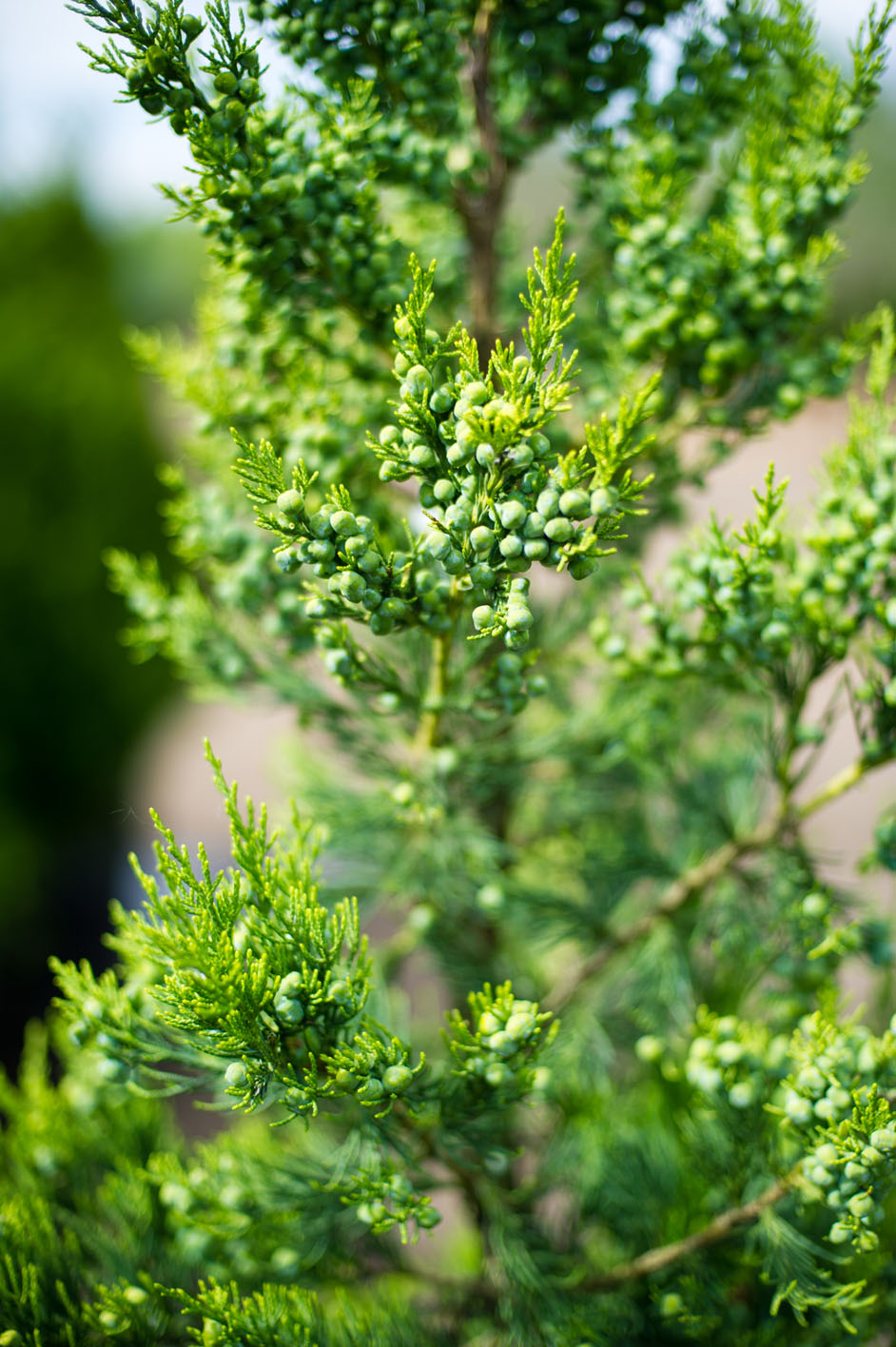 JUNIPER HETZI For Sale in Boulder Colorado