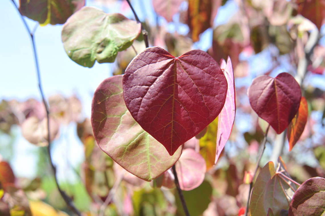 REDBUD FOREST PANSY For Sale in Boulder Colorado