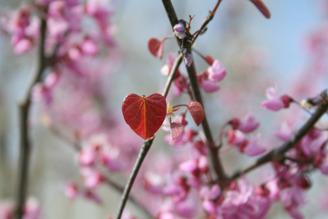 REDBUD FOREST PANSY For Sale in Boulder Colorado