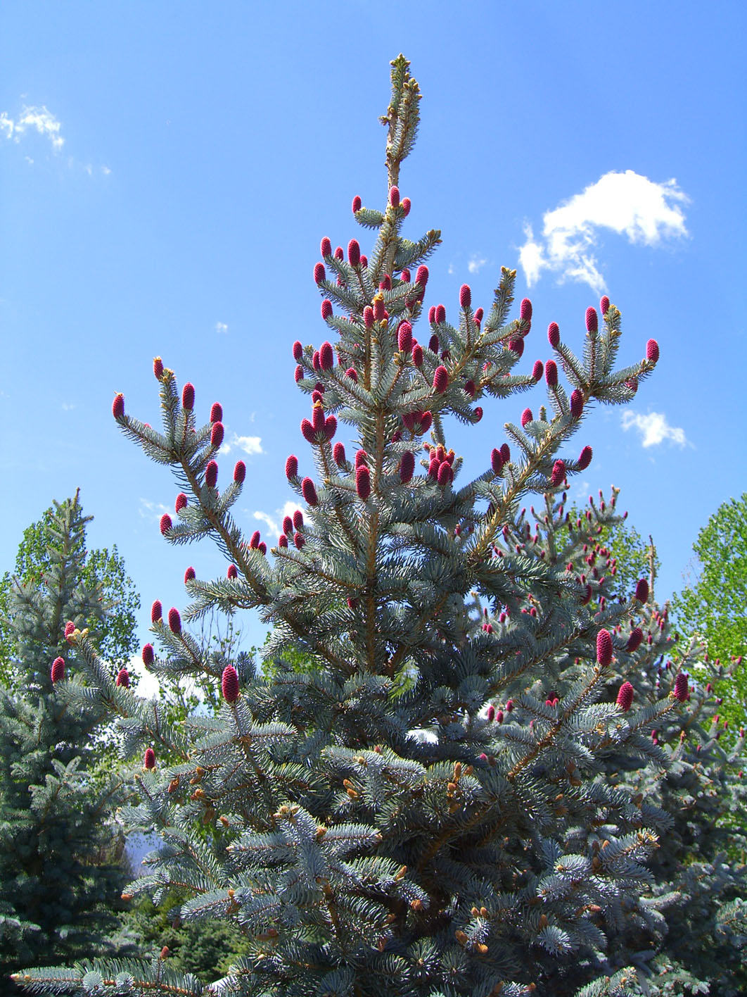 SPRUCE HOOPSI BLUE For Sale in Boulder Colorado
