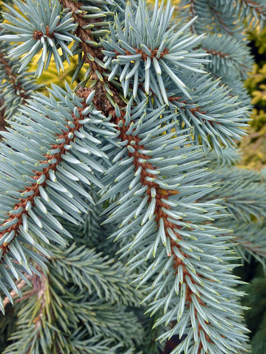SPRUCE THE BLUES WEEPING For Sale in Boulder Colorado
