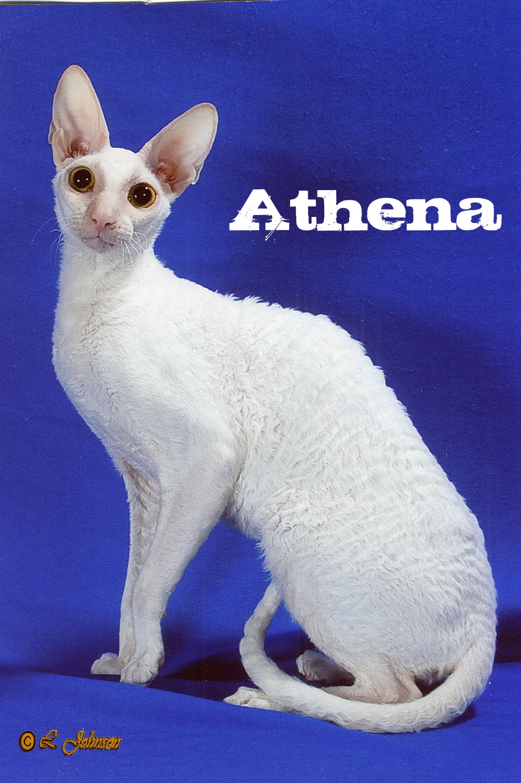 Home Creole Cornish Rex