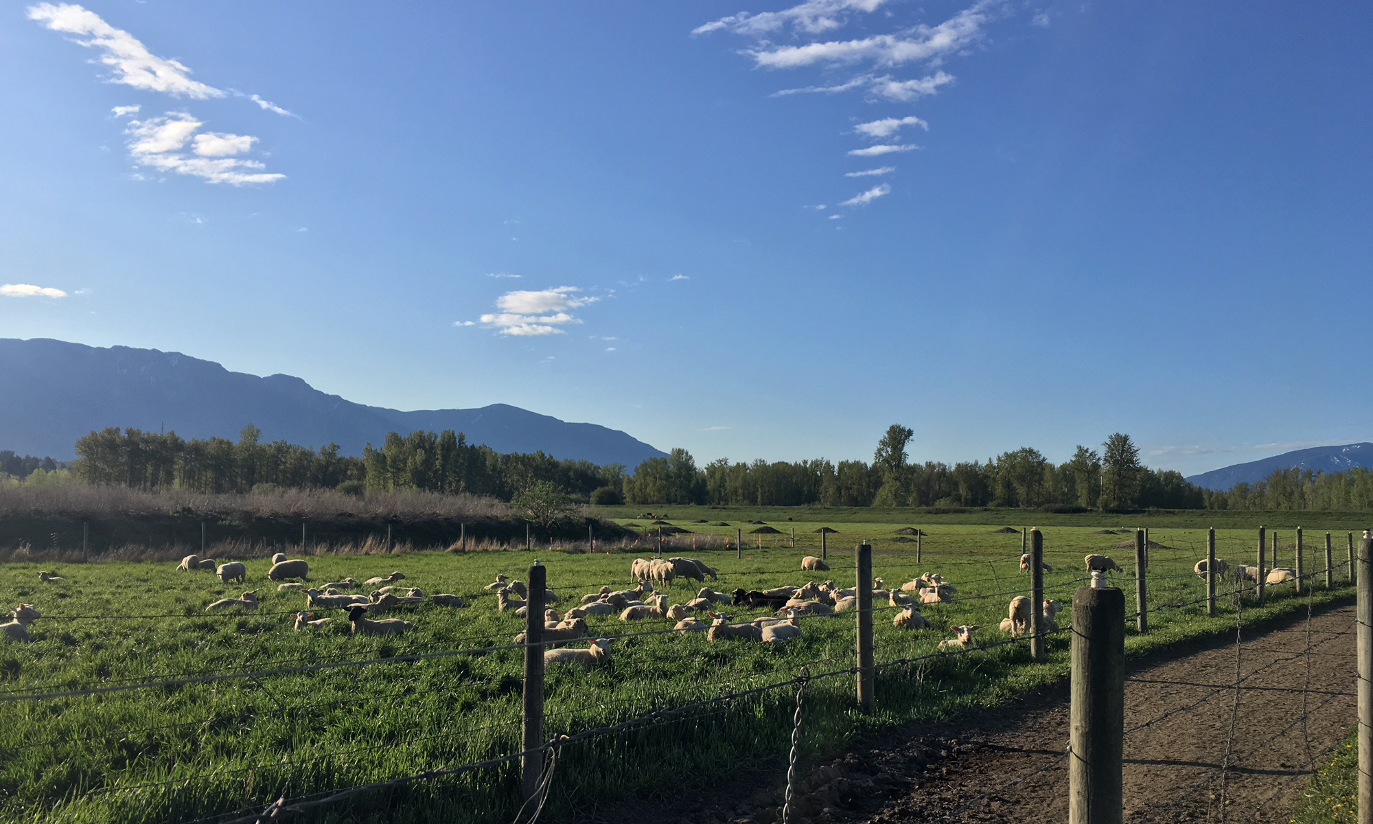Lamb chops, beef steaks, sausages and beef patties, special select