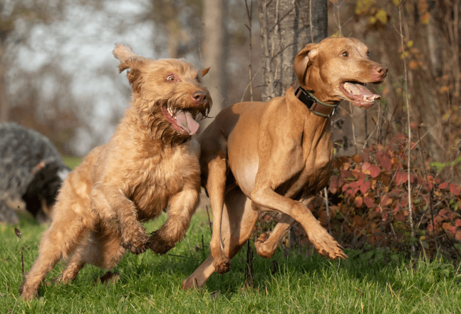Pet Acupuncture Near Me 28752 Crestview Veterinary Hospital