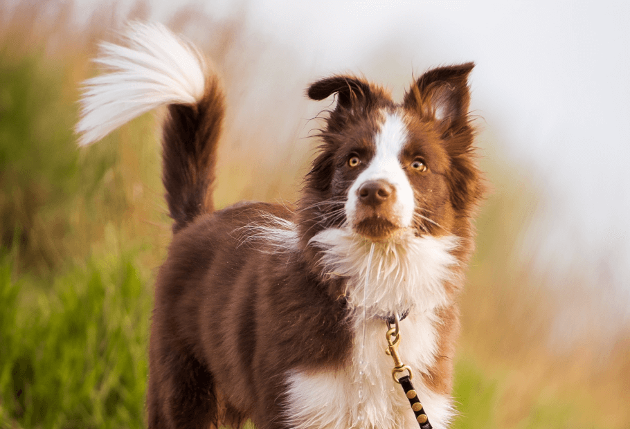 Pet Diagnostics Near Me 28752 - Crestview Veterinary Hospital