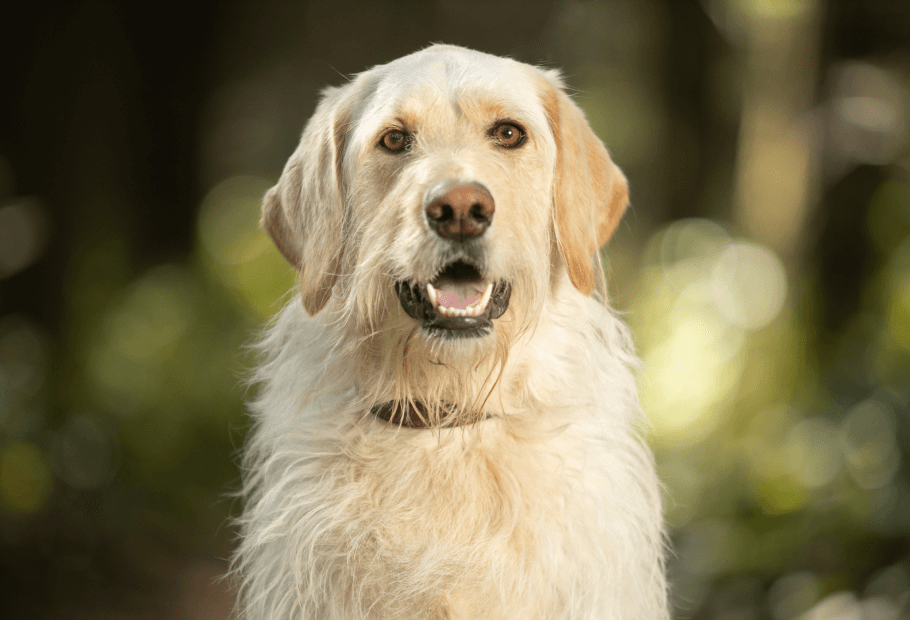 Pet Dental Care Near Me 28752 Crestview Veterinary Hospital