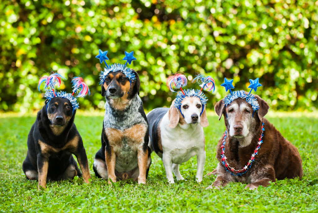 What We Learned About Firework Anxiety In Dogs CrittEar
