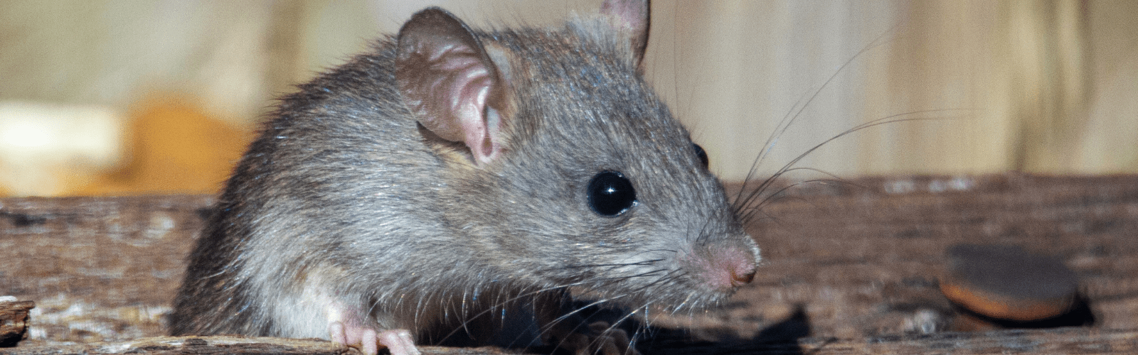 Best Rodent Control Richmond VA Critter Authority