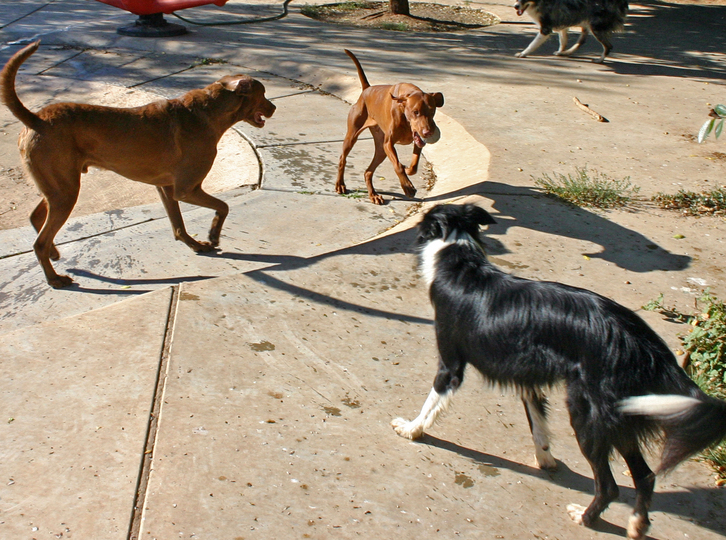 Animal Boarding Amarillo at Rex Shear blog