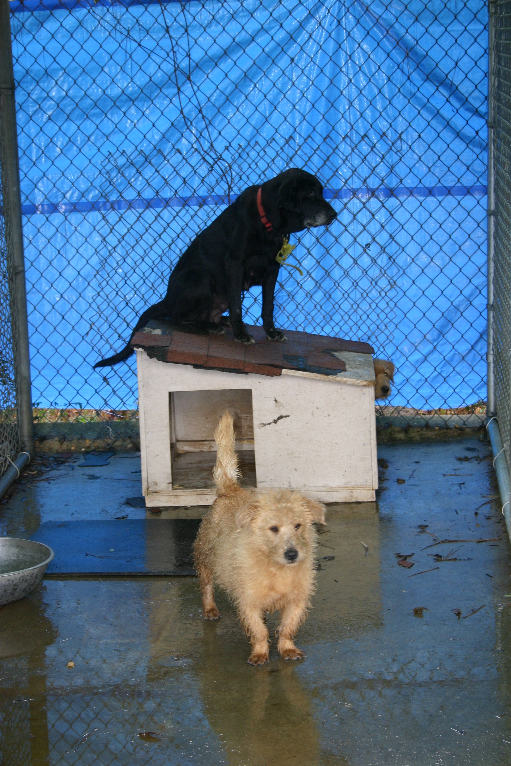 Hurricane Katrina Pet Rescue Critter Camp Pet Grooming & Boarding