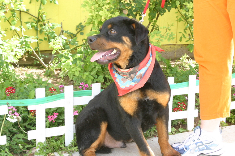 Our Pets & Guests Critter Camp Pet Grooming & Boarding Amarillo, Texas