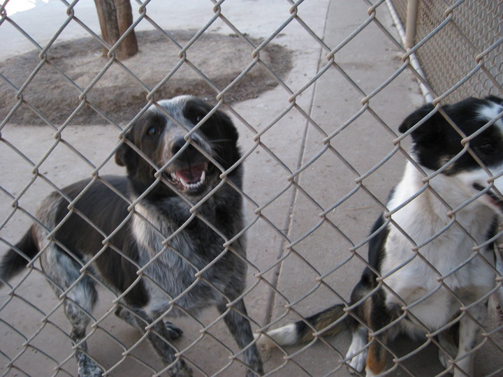 Our Pets & Guests Critter Camp Pet Grooming & Boarding Amarillo, Texas
