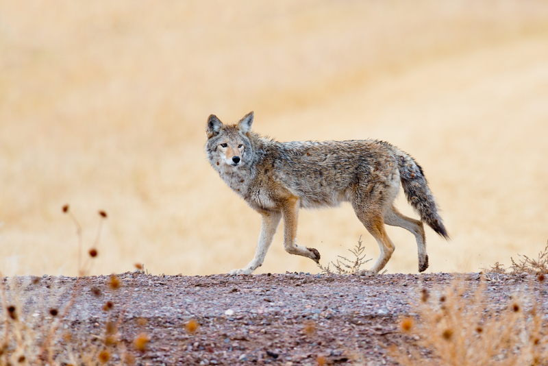 Coyote Control Critter Control of Columbus