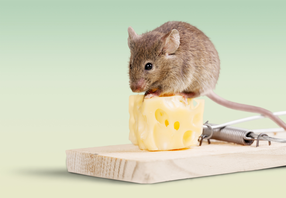 How Do Mouse Traps Work?