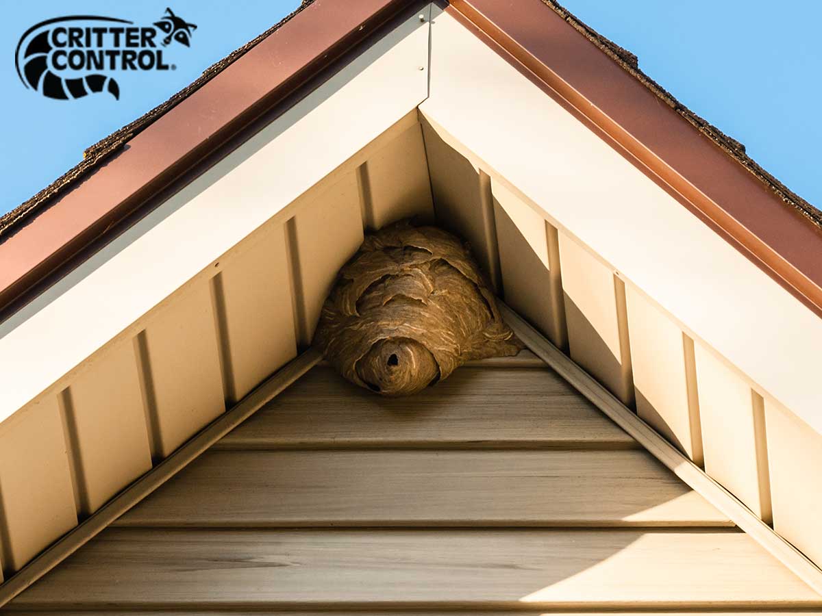 How To Deter Wasps Critter Control Orlando