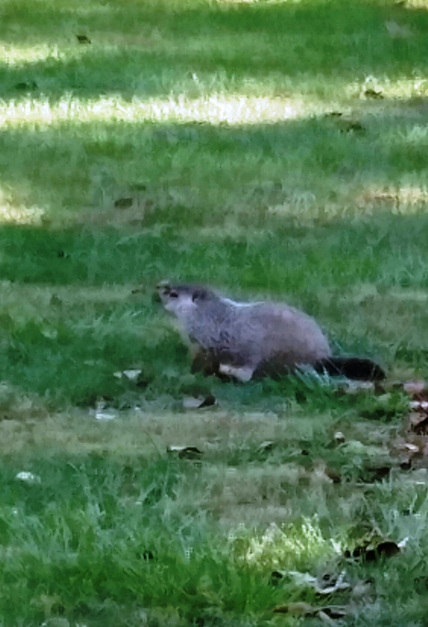 Woodchuck Control Trapping & Removal Service