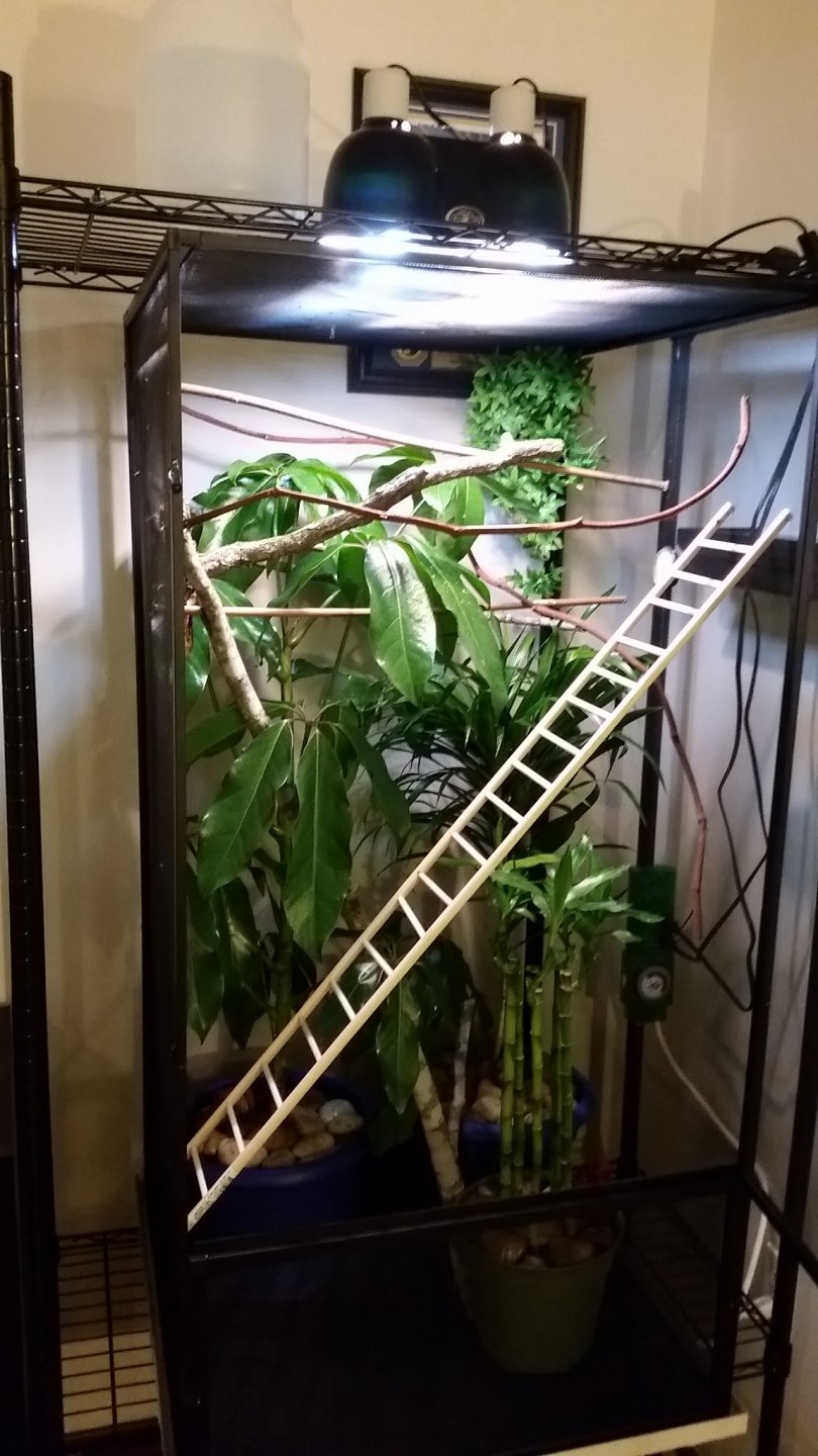 10 Chameleon Enclosure Decorating Ideas Reptile Tanks